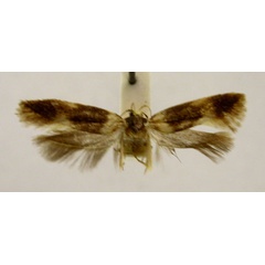 /filer/webapps/moths/media/images/C/chloronephes_Limnaecia_HT888_TMSA_01.jpg