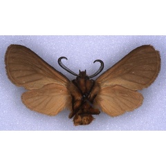 /filer/webapps/moths/media/images/K/kilimaensis_Metarctia_HT_ZSM_02.jpg