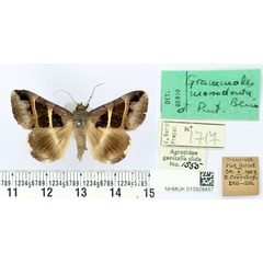 /filer/webapps/moths/media/images/M/monodonta_Grammodes_PTM_BMNH.jpg