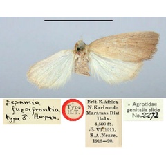 /filer/webapps/moths/media/images/F/fuscifrontia_Sesamia_HT_BMNH.jpg