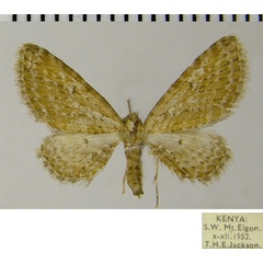 /filer/webapps/moths/media/images/R/resarta_Eupithecia_AF_ZSM.jpg