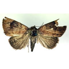 /filer/webapps/moths/media/images/F/flandria_Negeta_A_RMCA.jpg