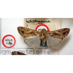 /filer/webapps/moths/media/images/M/metriodes_Prodenia_HT_BMNH.jpg
