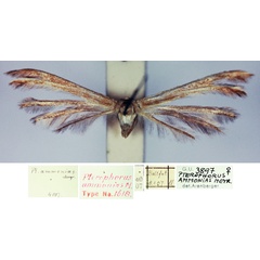 /filer/webapps/moths/media/images/A/ammonias_Pterophorus_HT_TMSA.jpg