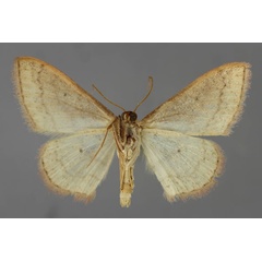 /filer/webapps/moths/media/images/O/oenoloma_Scopula_A_ZSM_02.jpg