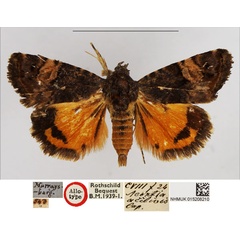 /filer/webapps/moths/media/images/A/acclivis_Acontia_HT_BMNH.jpg