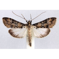 /filer/webapps/moths/media/images/M/mesoleucalis_Paschiodes_AM_Agassiz.jpg