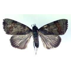 /filer/webapps/moths/media/images/P/phaea_Maurilia_A_RMCA.jpg