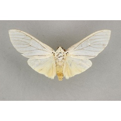 /filer/webapps/moths/media/images/H/howardi_Amerila_HT_BMNH.jpg