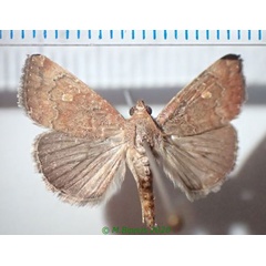 /filer/webapps/moths/media/images/A/axis_Amyna_AM_Bippus.jpg
