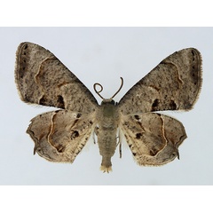 /filer/webapps/moths/media/images/T/theclata_Phazaca_AF_TMSA.jpg