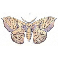 /filer/webapps/moths/media/images/N/natalensis_Ctenogyna_HT_Felder_1874_85-4.jpg