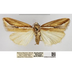 /filer/webapps/moths/media/images/A/argentoidea_Micardia_AM_NHMUK.jpg