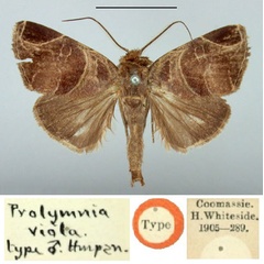 /filer/webapps/moths/media/images/V/viola_Prolymnia_HT_BMNH.jpg