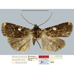 /filer/webapps/moths/media/images/M/mauricei_Euxootera_HT_MNHN.jpg