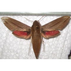 /filer/webapps/moths/media/images/G/gracilis_Hippotion_AF_Bippus.jpg