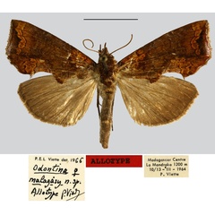 /filer/webapps/moths/media/images/M/malagasy_Odontina_AT_MNHN.jpg