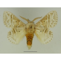 /filer/webapps/moths/media/images/G/gemmata_Eucraera_AM_Basquin_02.jpg