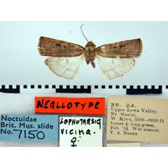 /filer/webapps/moths/media/images/V/vicina_Lophotarsia_NAT_BMNH.jpg