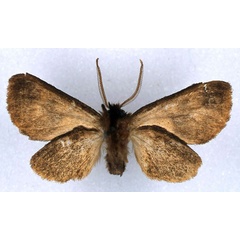 /filer/webapps/moths/media/images/M/morag_Metarctia_HT_BMNH_02.jpg