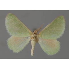 /filer/webapps/moths/media/images/R/ruficiliaria_Eucrostes_A_ZSM_01.jpg