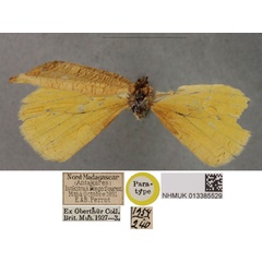 /filer/webapps/moths/media/images/M/multiversa_Nidara_PT_BMNH.jpg