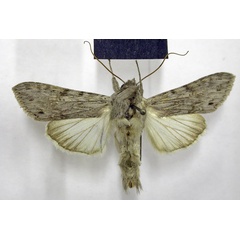 /filer/webapps/moths/media/images/A/atrimacula_Cucullia_AM_TMSA.jpg