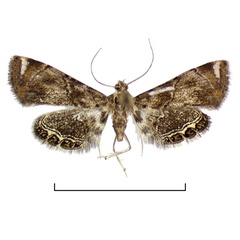 /filer/webapps/moths/media/images/M/mimicalis_Eoophyla_AF1_BMNH.jpg