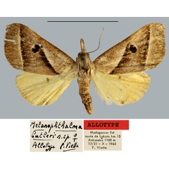 /filer/webapps/moths/media/images/B/butleri_Melanophthalma_AT_MNHN.jpg