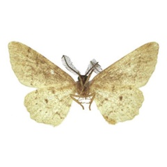 /filer/webapps/moths/media/images/I/incauta_Colocleora_AM_BMNHb.jpg
