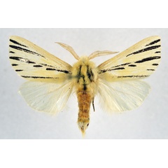 /filer/webapps/moths/media/images/L/liparidioides_Antheua_AM_NHMO.jpg