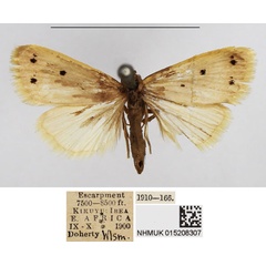 /filer/webapps/moths/media/images/U/unipuncta_Mimasura_AM_NHMUK.jpg