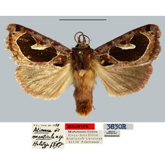 /filer/webapps/moths/media/images/M/monticola_Atimaea_HT_MNHN.jpg