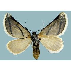 /filer/webapps/moths/media/images/A/actena_Conchylia_AF_ZSMb.jpg
