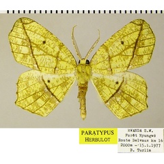 /filer/webapps/moths/media/images/V/venosa_Epigynopteryx_PTM_ZSM.jpg