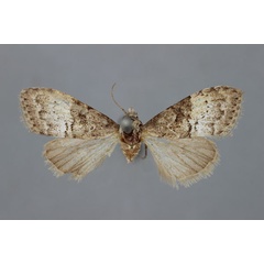 /filer/webapps/moths/media/images/B/bipartita_Meganola_A_BMNH.jpg