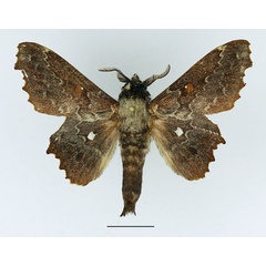 /filer/webapps/moths/media/images/E/excavata_Mimopacha_AM_Basquin_02.jpg