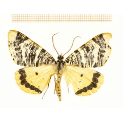 /filer/webapps/moths/media/images/T/tricoloraria_Rhodophthitus_A_DePrins.jpg