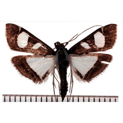 /filer/webapps/moths/media/images/B/bicolor_Glyphodes_AM_SMNH.jpg