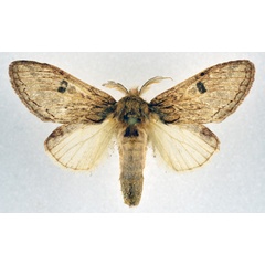 /filer/webapps/moths/media/images/S/sagittata_Desmeocraera_AM_NHMO.jpg
