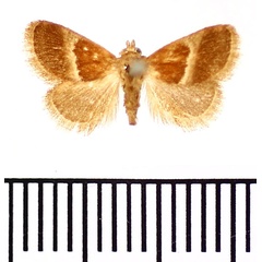 /filer/webapps/moths/media/images/R/rufibasalis_Halseyia_AM_BMNH.jpg