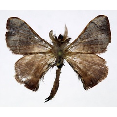 /filer/webapps/moths/media/images/G/grisea_Vingerhoedtia_AM_Basquin_02.jpg