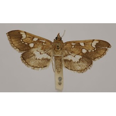 /filer/webapps/moths/media/images/N/nasonalis_Syllepte_HT_BMNH.jpg