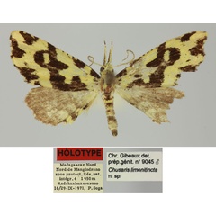 /filer/webapps/moths/media/images/L/limonitincta_Chusaris_HT_MNHN.jpg