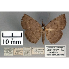 /filer/webapps/moths/media/images/L/lophocera_Parathermes_STM_OUMNH_01.jpg