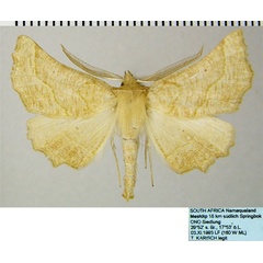 /filer/webapps/moths/media/images/E/ennomaria_Drepanogynis_AM_ZSMa.jpg