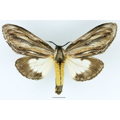 /filer/webapps/moths/media/images/I/ingens_Amyops_AM_Basquin_02.jpg