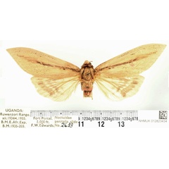 /filer/webapps/moths/media/images/S/sesamiodes_Paragria_AF_BMNH.jpg