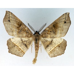 /filer/webapps/moths/media/images/G/gumppenbergi_Miantochora_AM_TMSA.jpg