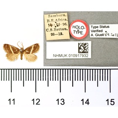 /filer/webapps/moths/media/images/B/bisecta_Paryphanta_HT_BMNH.jpg